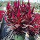 CELOSIA `KELOS FIRE MAGENTA` - 6`` POT