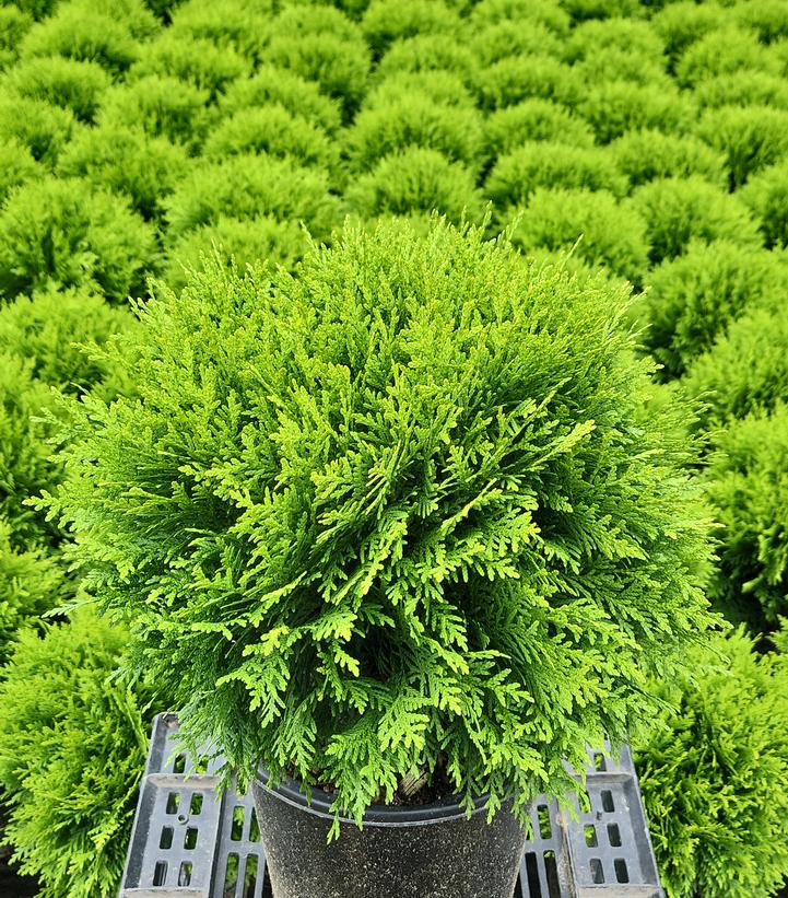 THUJA OCCIDENTALIS `DANICA`-Eastern Arborvitae; Northern White Cedar
