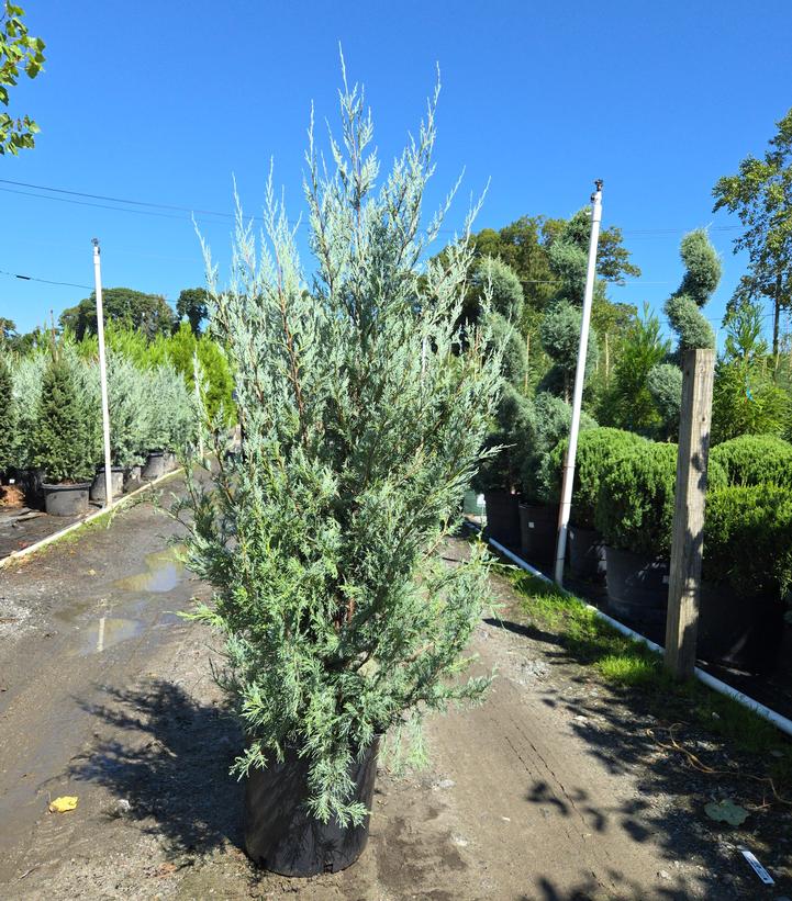 JUNIPERUS SCOPULORUM `WICHITA BLUE`-Rocky Mountain Juniper