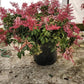 PIERIS JAP. ENCHANTED FOREST `IMPISH ELF`