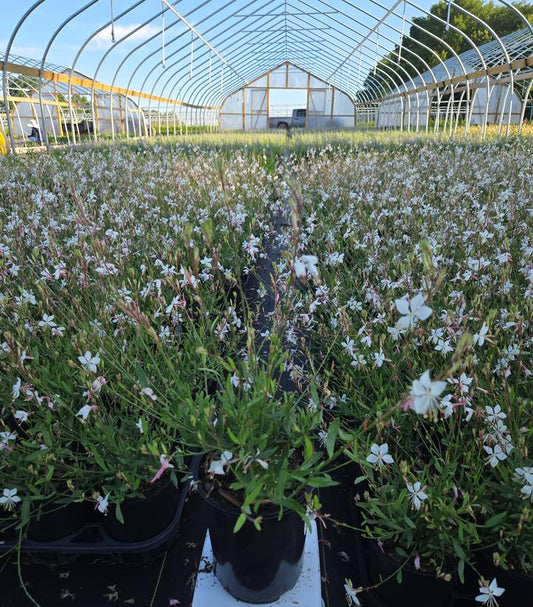 GAURA LINDHEIMERI `WHIRLING BUTTERFLIES`-wand flower