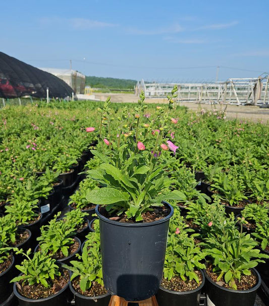 DIGITALIS PURPUREA `HANABEE ROSE`-Digitalis