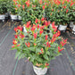 SPIGELIA MARILANDICA `ORANGE SLICES`