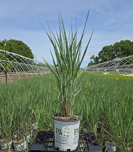 PANICUM PRAIRIE WINDS `BLUE SPEAR`