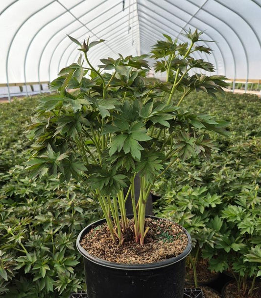 PAEONIA ITOH `FIRST ARRIVAL`-Paeonia