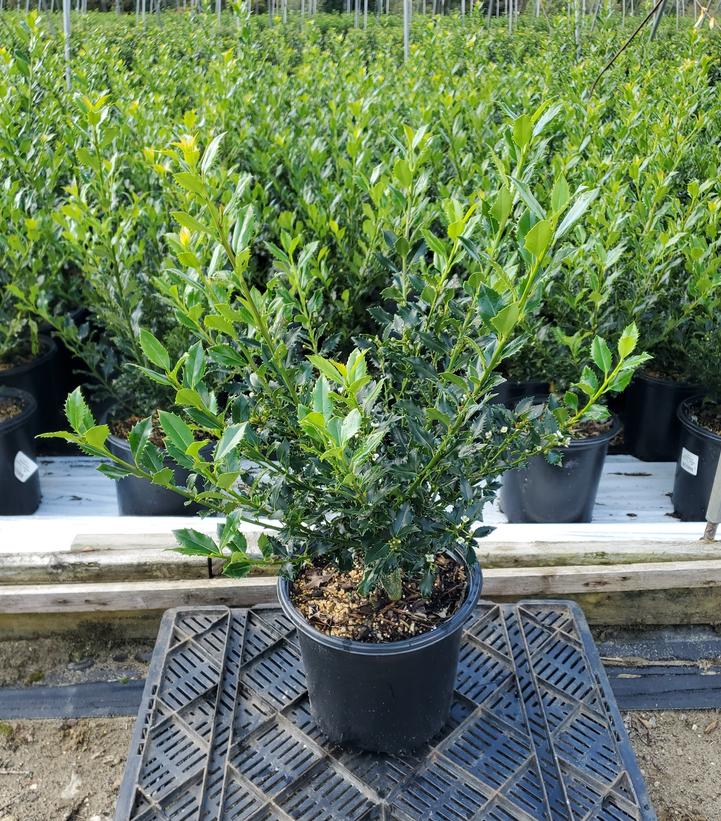 ILEX X MESERVEAE MAGICAL `AMORE`