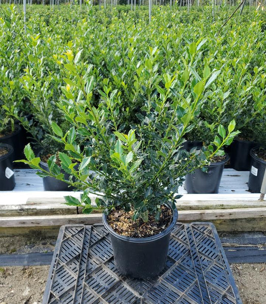 ILEX X MESERVEAE MAGICAL `AMORE`
