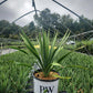 YUCCA X `DRAGON SLAYER`