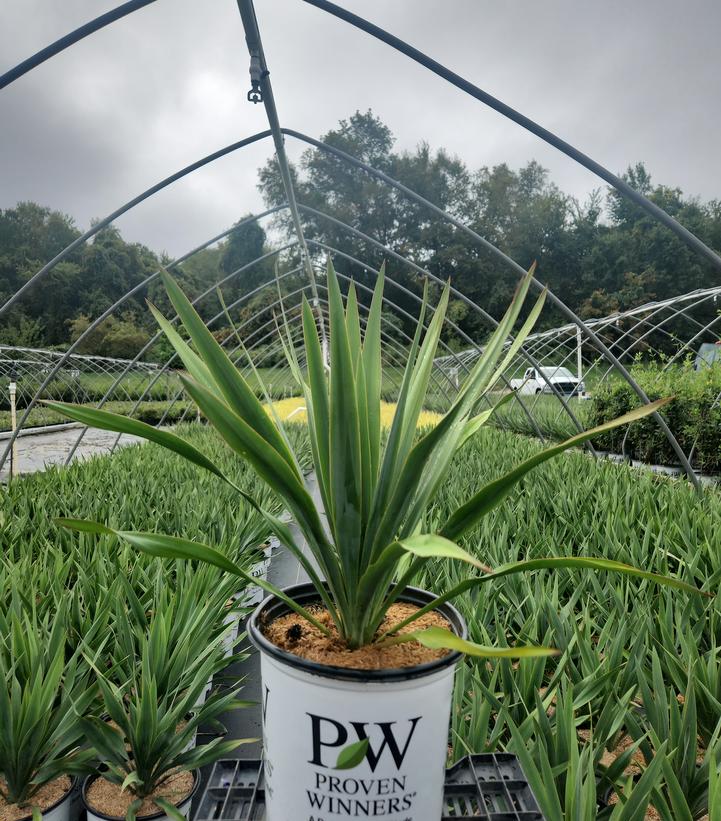 YUCCA X `DRAGON SLAYER`