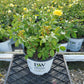 ROSA REMINISCENT `YELLOW`