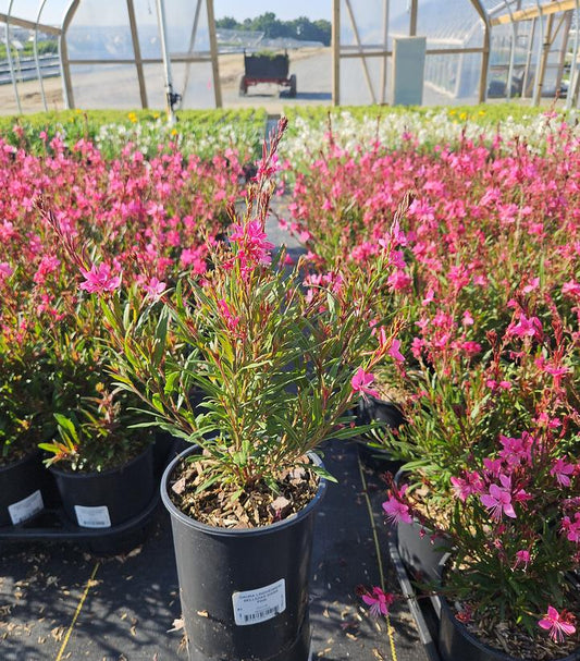 GAURA LINDHEIMERI BELLEZA® DARK PINK-Wand Flower
