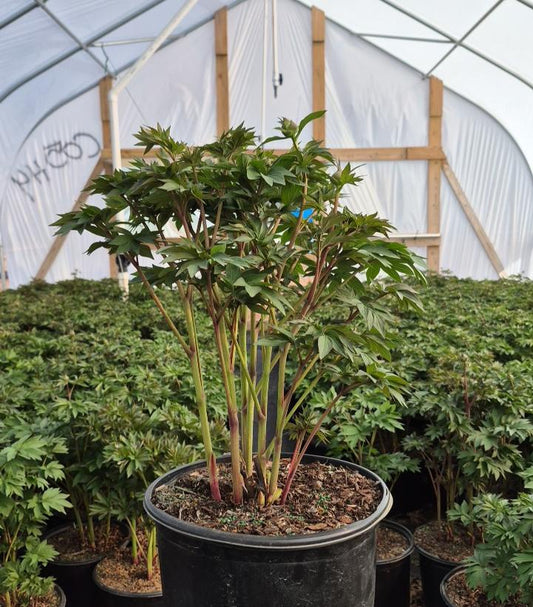 PAEONIA ITOH `SCARLET HEAVEN`