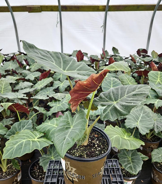 ALOCASIA `MAYAN MASK`