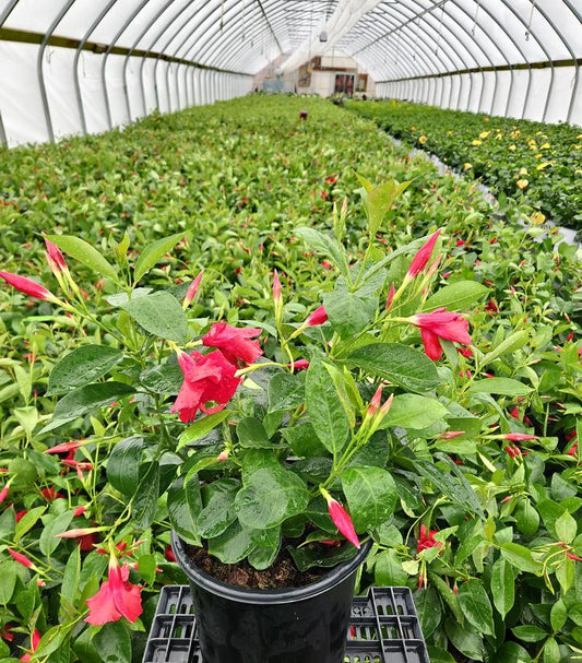 MANDEVILLA SUNDENIA® IMPROVED RED