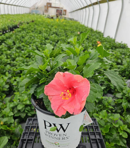 HIBISCUS HOLLYWOOD HIBISCUS® BLOOM BASH®