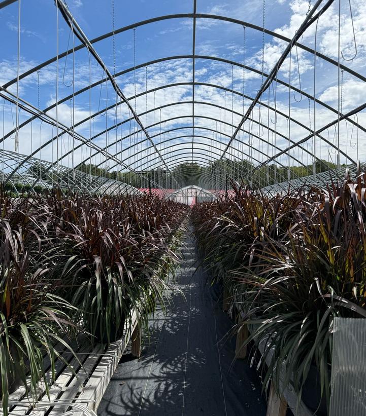 PENNISETUM GRACEFUL GRASSES® VERTIGO®