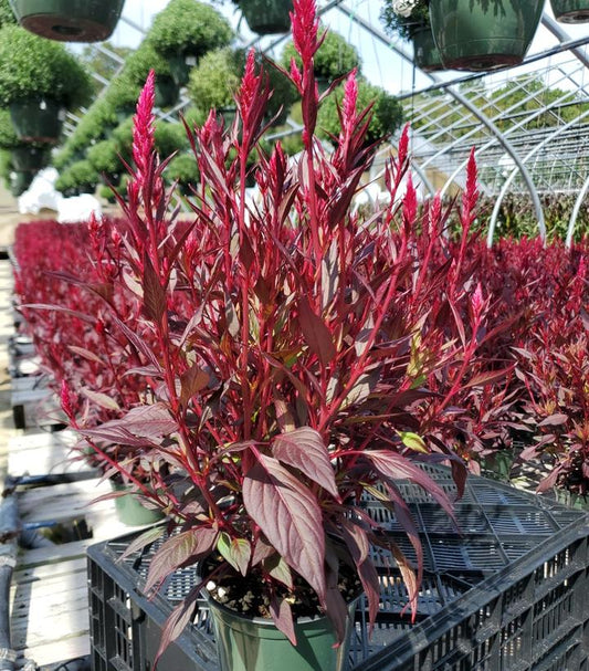 CELOSIA `FLORIOSA RED DARK LEAF`