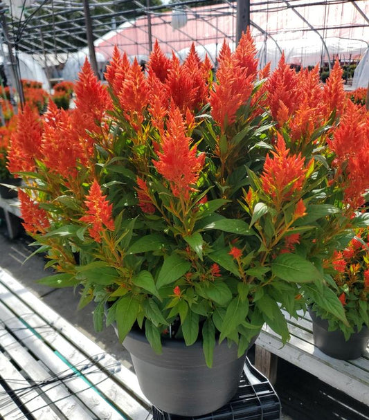 CELOSIA `KELOS FIRE ORANGE`