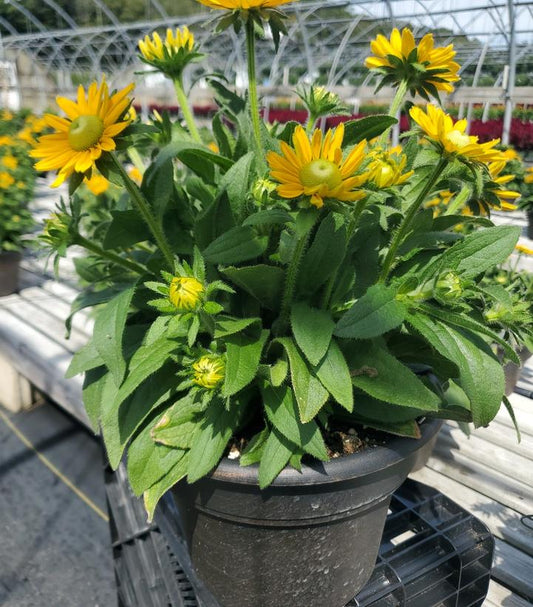 RUDBECKIA SUNBECKIA® `EMMA`
