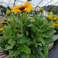 RUDBECKIA SUNBECKIA® `MARILYN`