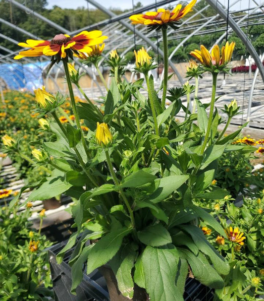 RUDBECKIA SUNBECKIA® `MIA`