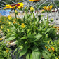 RUDBECKIA SUNBECKIA® `MIA`
