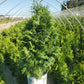 THUJA OCCIDENTALIS 'SASQUATCH DARK GREEN'