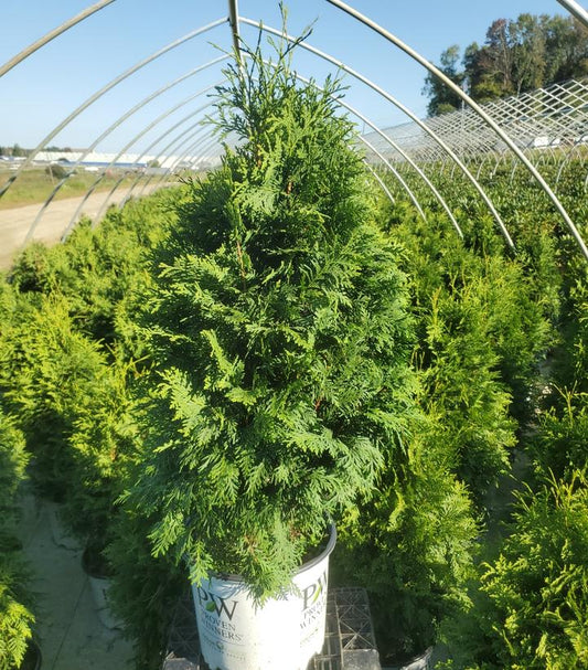 THUJA OCCIDENTALIS 'SASQUATCH DARK GREEN'