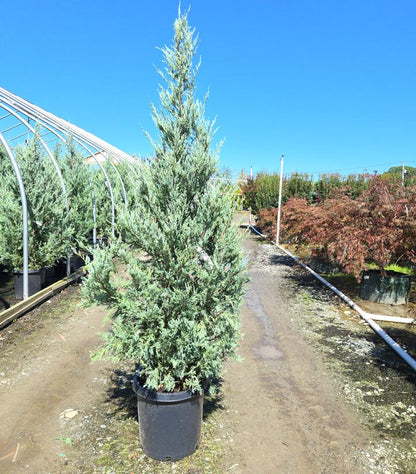 JUNIPERUS SCOPULORUM `MOONGLOW`-Rocky Mountain Juniper