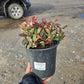 GAULTHERIA PROCUMBENS `CIAO BELLA WHITE`