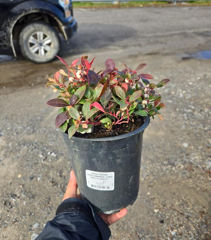 GAULTHERIA PROCUMBENS `CIAO BELLA WHITE`