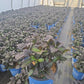 HYDRANGEA M `SOUL MATE`