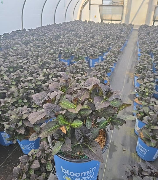 HYDRANGEA M `SOUL MATE`