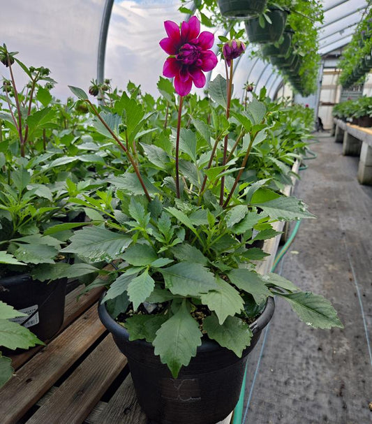 DAHLIA DALAYA `CRANBERRY`