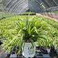 CAREX LAXICULMIS `NOBLE NATIVE`-Sedge