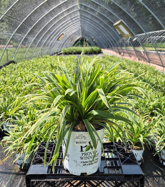CAREX LAXICULMIS `NOBLE NATIVE`-Sedge