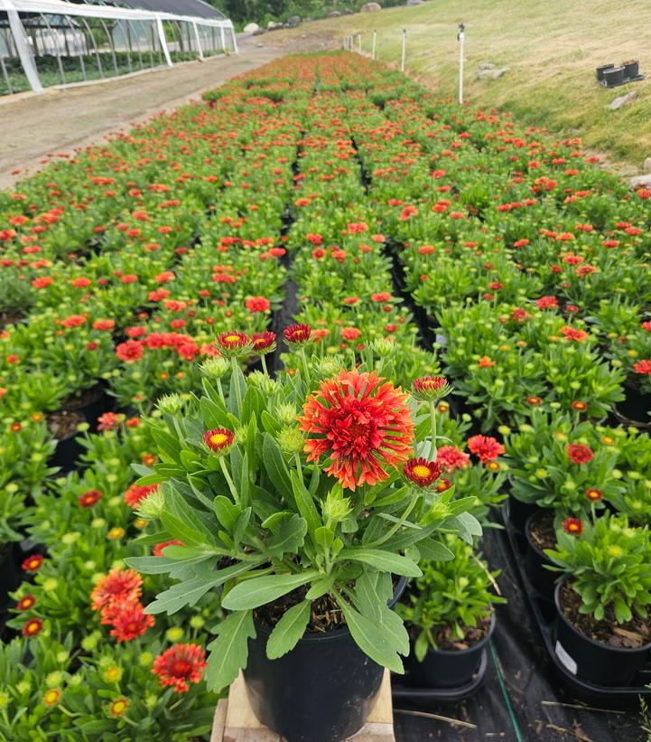 GAILLARDIA SPINTOP™ `MARIACHI RED`