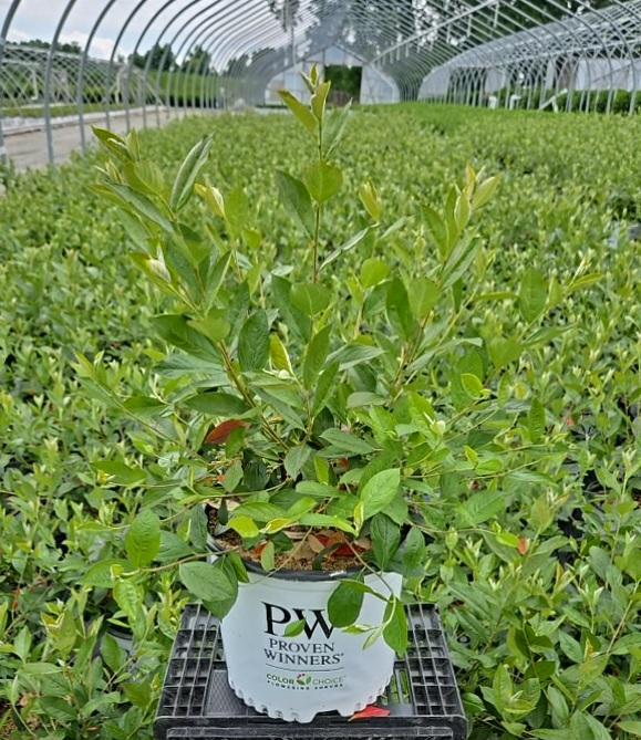 ARONIA ARBUTIFOLIA `BERRY SCAPE`-Aronia