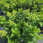 HYDRANGEA PAN. `BUBBLE BATH`-Hydrangea