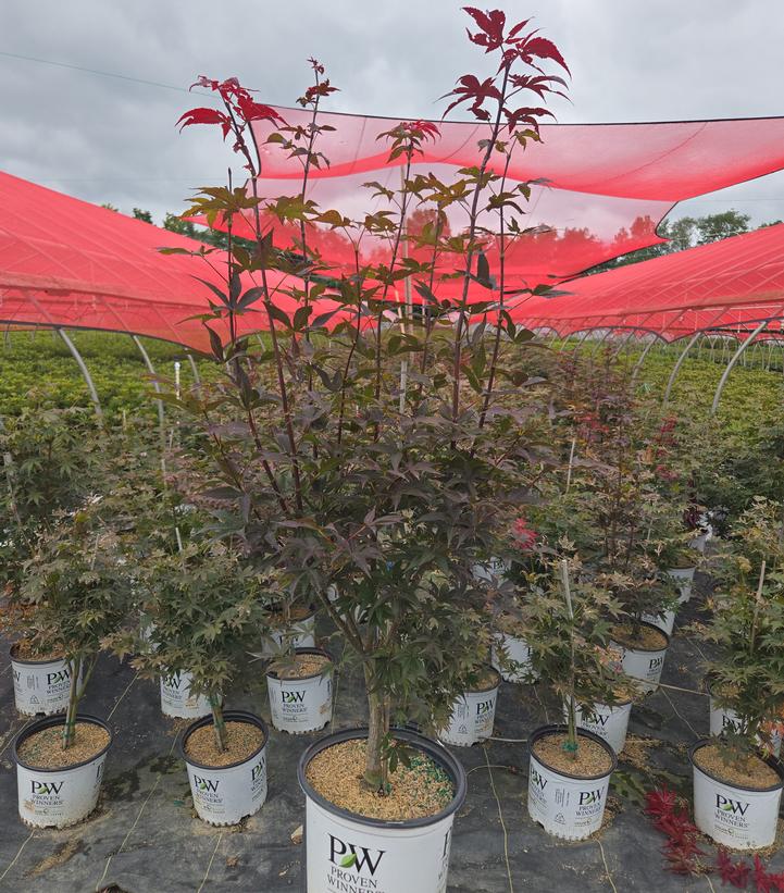 ACER PALMATUM `SAMURAI SWORD`-Japanese Maple