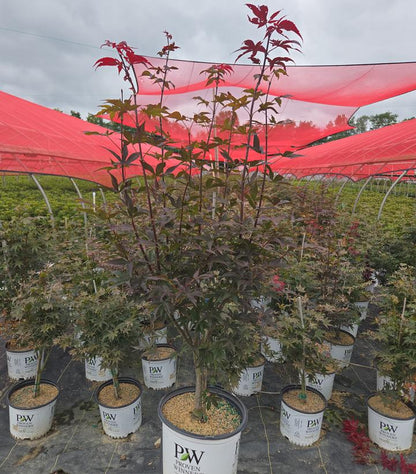 ACER PALMATUM `SAMURAI SWORD`-Japanese Maple