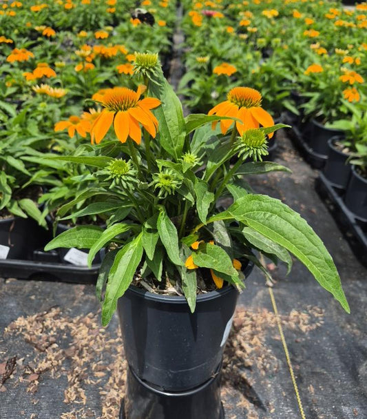 ECHINACEA GUATEMALA™ GOLD-Coneflower