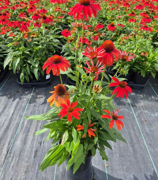 ECHINACEA GUATEMALA™ PAPAYA-Coneflower