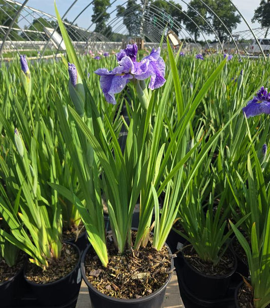 IRIS ENSATA `CENTER OF ATTENTION`-Iris