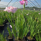 IRIS ENSATA `PINKERTON`-Iris