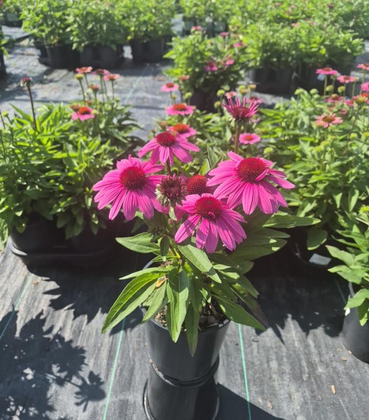 ECHINACEA SUNMAGIC `VINTAGE HOT PINK`-Coneflower