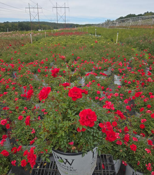 ROSA `OSO EASY® PATHFINDER™ RED`-Rose