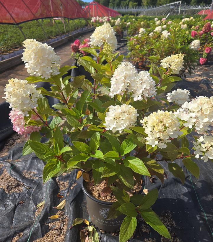 HYDRANGEA PAN. `SWEET STARLIGHT™`-Panicle Hydrangea