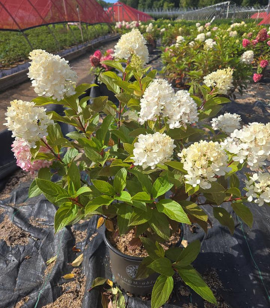 HYDRANGEA PAN. `SWEET STARLIGHT™`-Panicle Hydrangea