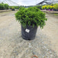 CRYPTOMERIA JAPONICA `DRAGON WARRIOR`-Japanese Cedar; Sugi